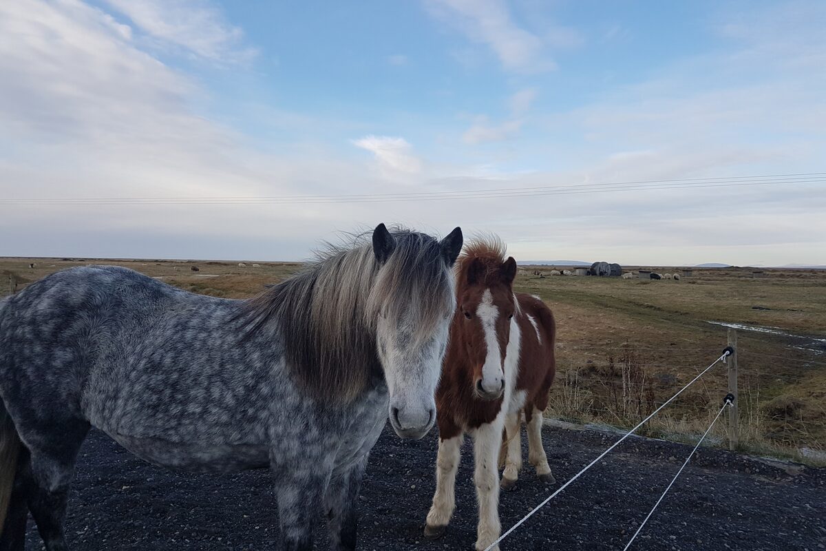 Grey spotted Icelandic horse and brown and white colored horse standing together on field in Iceland.