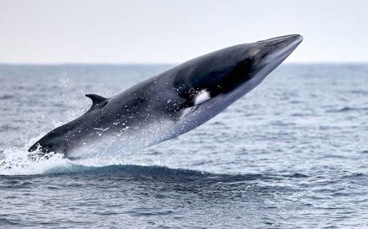 All About Iceland's Minke Whales All About Iceland's Minke Whales