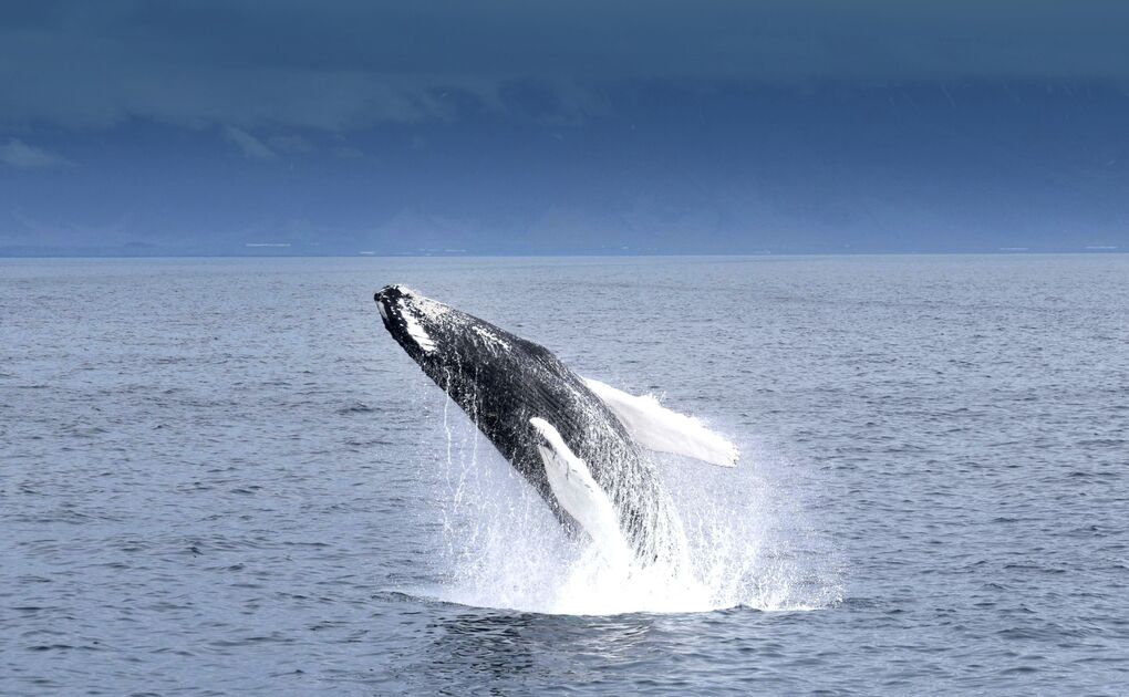Whale Watching Tours