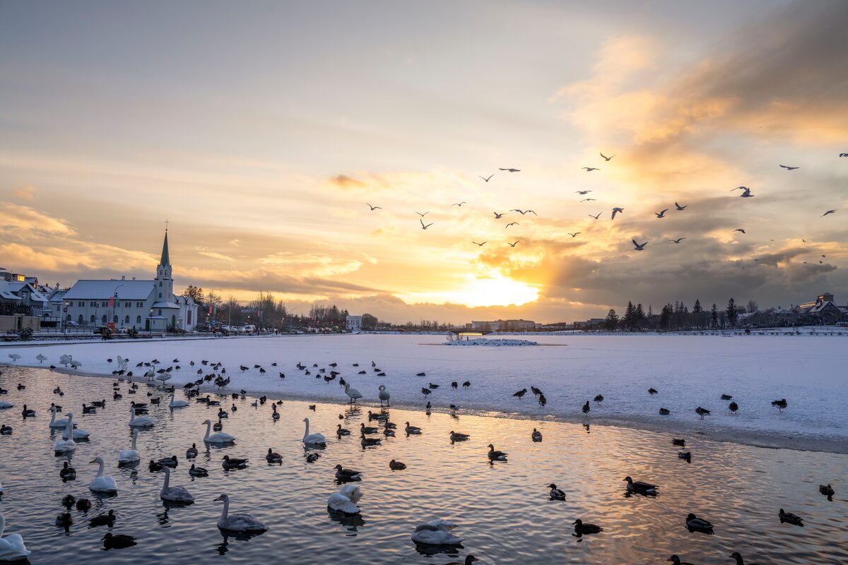 Tjornin Pond during winter months snow covered with birds flying during sunset.