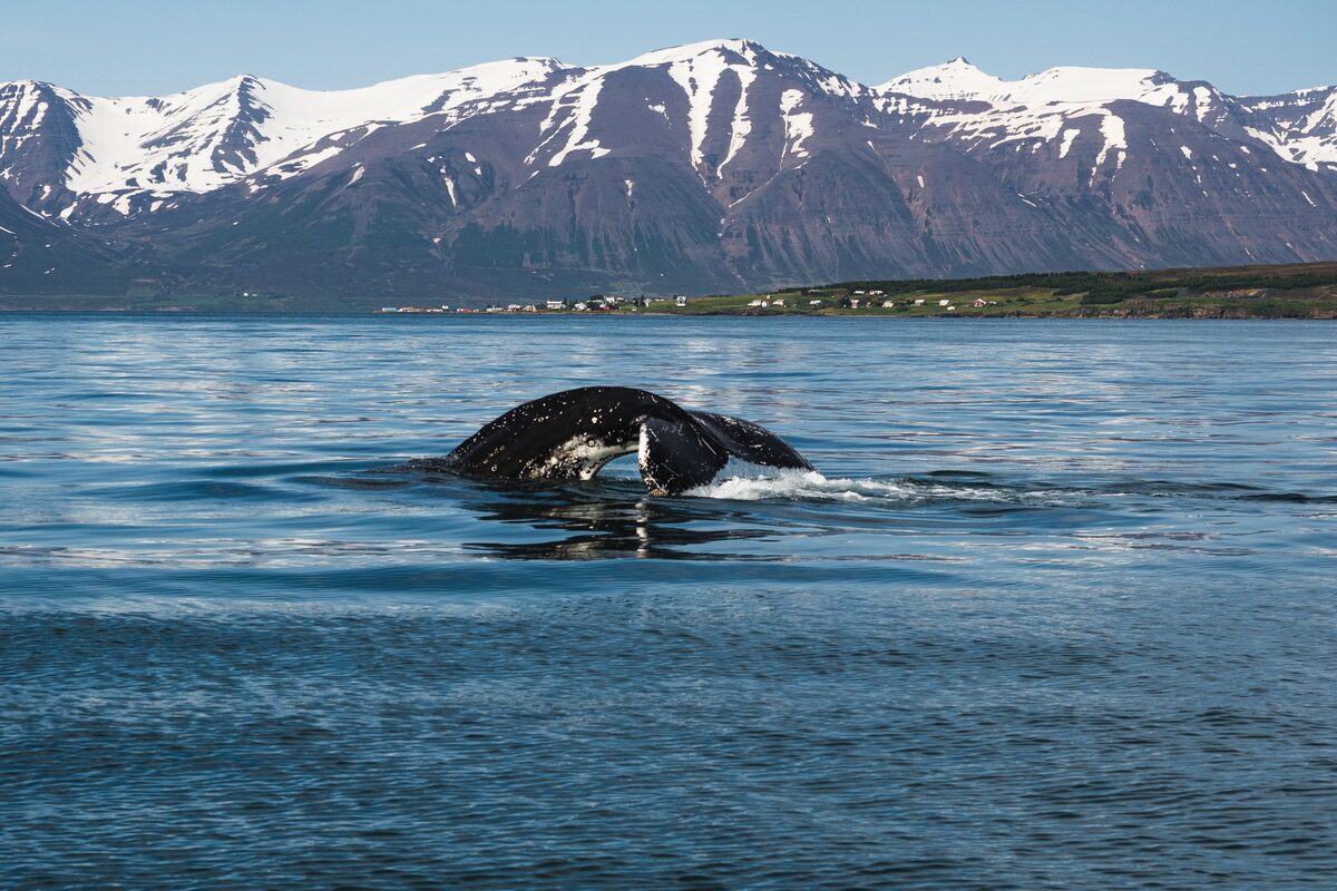 Whale tail flicking out of the sea with view of snowy Akureyri fjords.