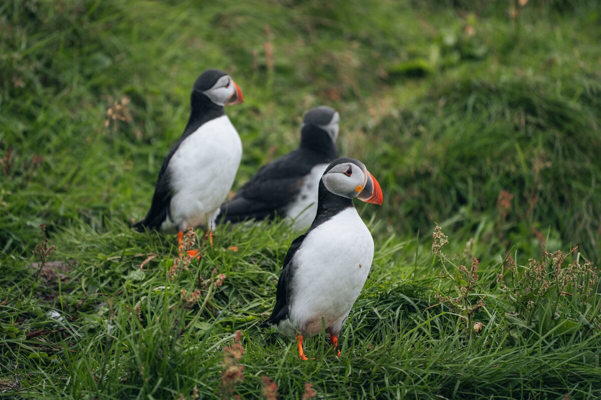 Three puffins standing on green grass at Vestmannaeyjar island.