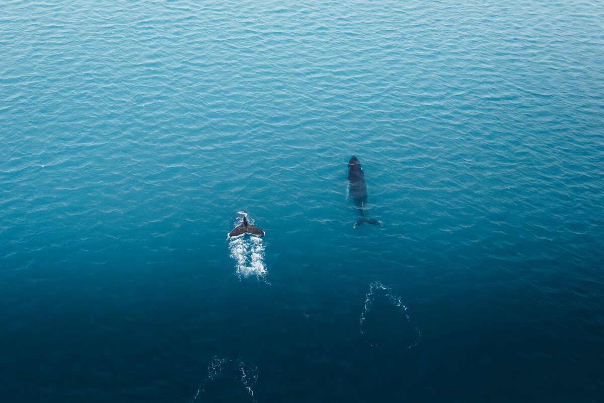 Aerial view of two whales swimming beside each other in the deep blue ocean close to Reykjavik.