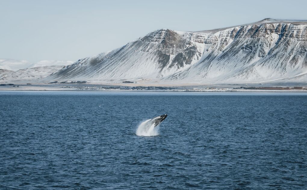 Whale Watching Tour From Reykjavík
