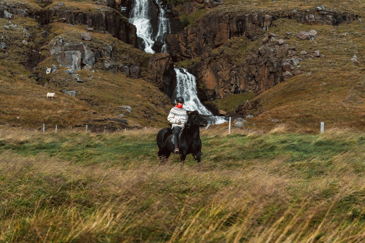Female wearing Icelandic jumper horse riding through wilderness in Iceland on a black horse.