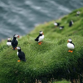 Puffin Tours
