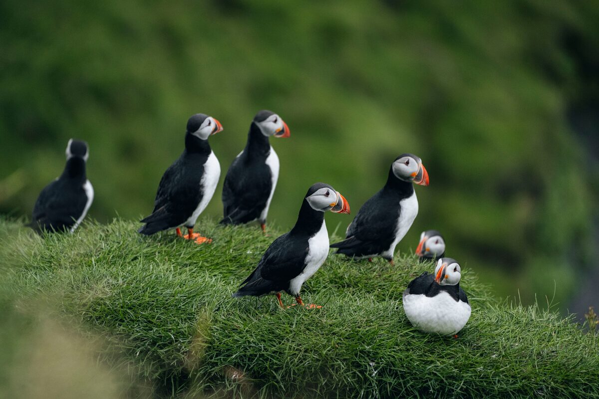 Close up of group of puffins resting on bright green grass on cliff at Vestmannaeyjar island, in Iceland.
