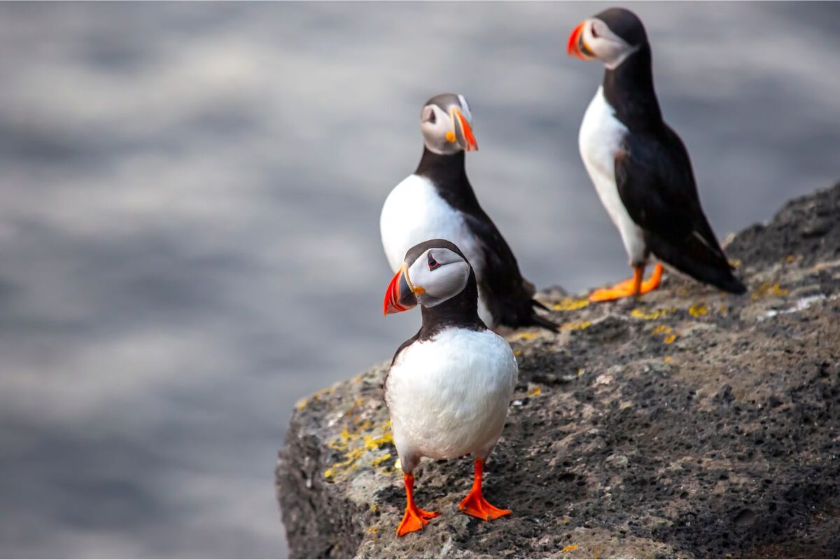 Group of three puffins on cliff with sea in background at Westman islands.