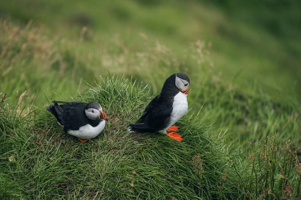 Puffin Tours | Day Tours Iceland | Arctic Adventures