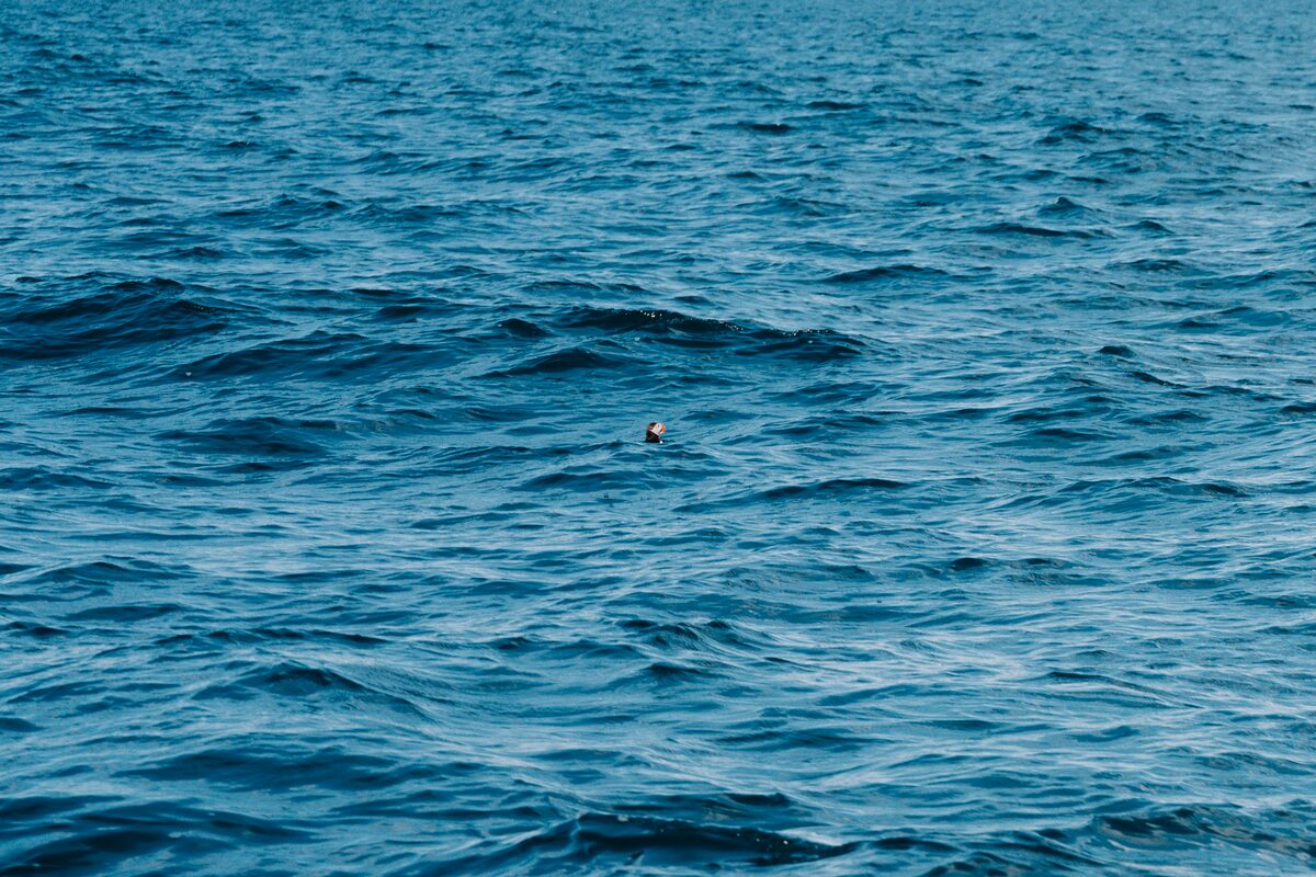 Long puffin floating in the ocean in Iceland.