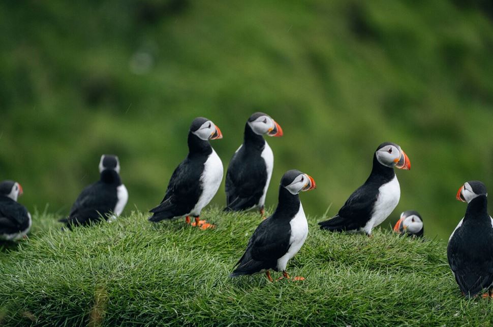 Small group of puffins close up resting on green grass in the Westmann islands in summer.