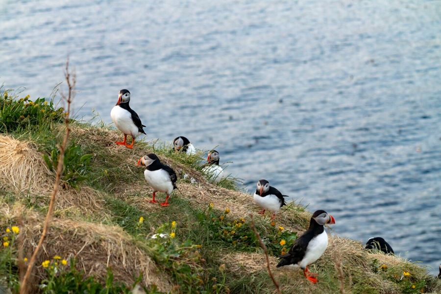 Puffin Jet Ski Tour from Reykjavík
