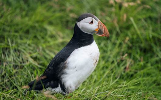 Puffins in Iceland: Everything You Need to Know Puffins in Iceland: Everything You Need to Know