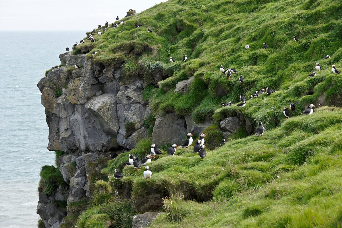 Puffins perched on the grassy edge of Ingólfshöfði Cliff in Iceland, with the ocean visible in the background.