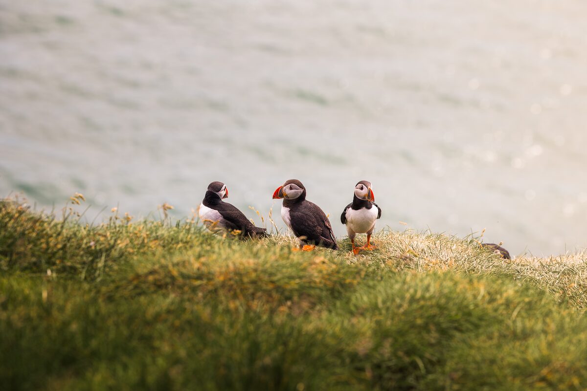hree Atlantic puffins standing on a rocky cliffside covered in grass at Grímsey Island, Iceland, with the ocean stretching out behind them.