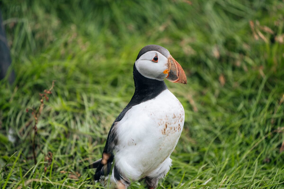 Close-up of an Atlantic puffin standing on green grass in the Westman Islands, Iceland, with its colorful beak and bright eyes in sharp detail.