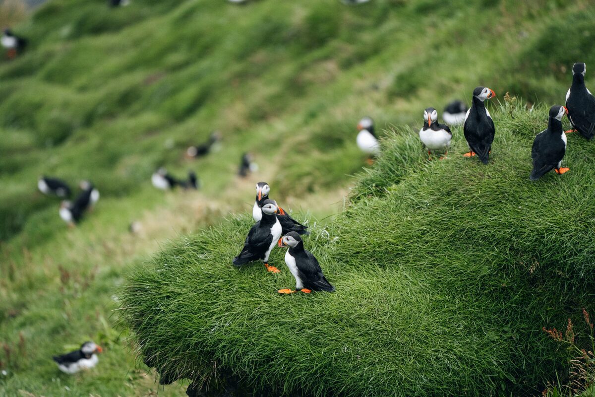 A colony of Atlantic puffins gathered on a grassy cliffside at the Vestmannaeyjar (Westman) Islands in Iceland.