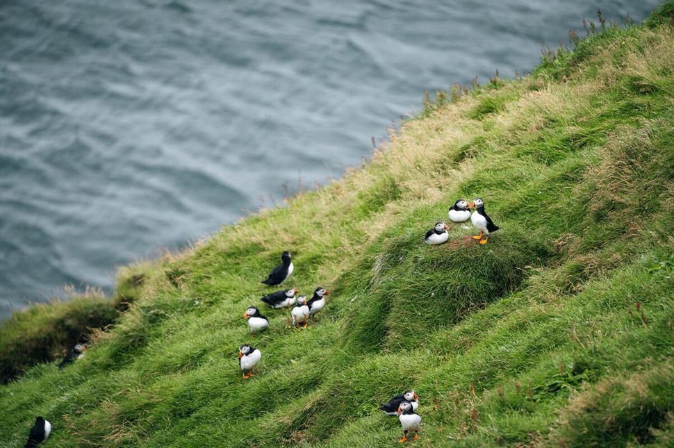 Puffins perched on the grassy cliffside of Vestmannaeyjar, with a few in mid-flight. The steep cliffs drop off into the sea below, where waves gently crash against the rocks.