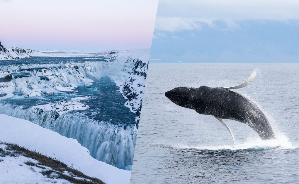  Golden Circle & Whale Watching Tour