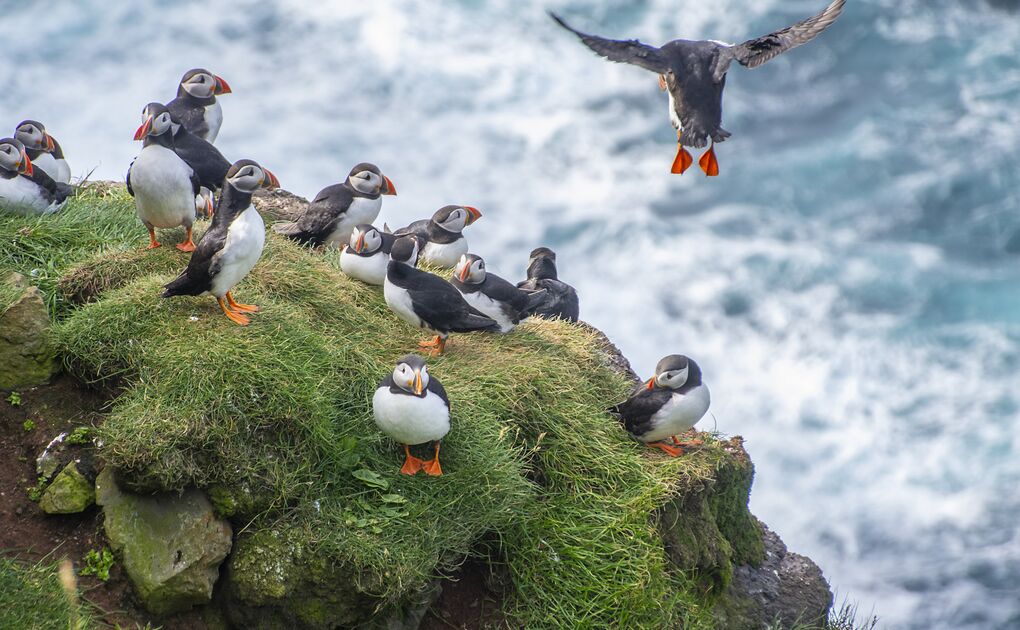 Ingolfshofdi Puffin Sightseeing Tour