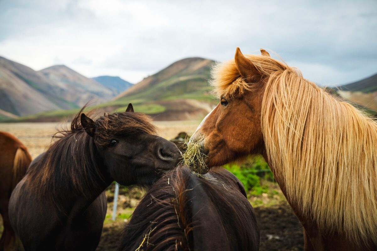 Pack of wild Icelandic horses pictures at Landmannalaugar hiking area in Iceland.