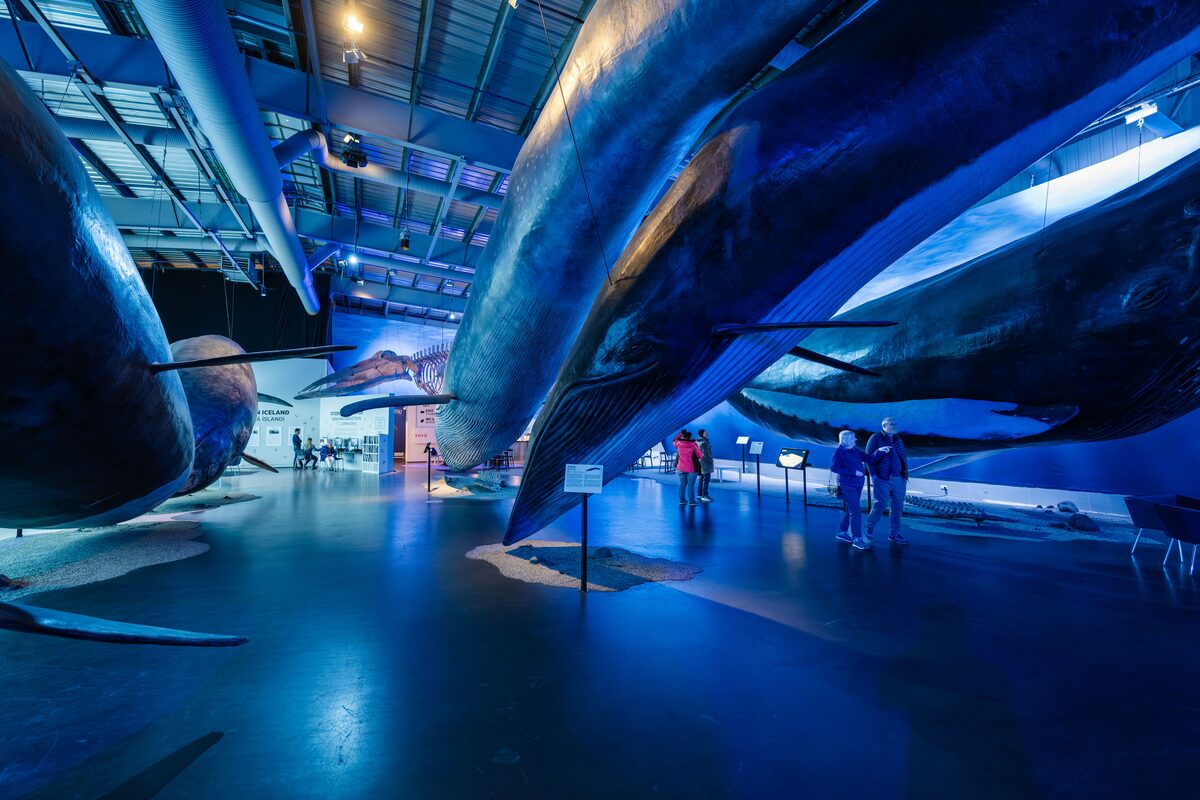 Exhibit At Whales Of Iceland Museum in iceland