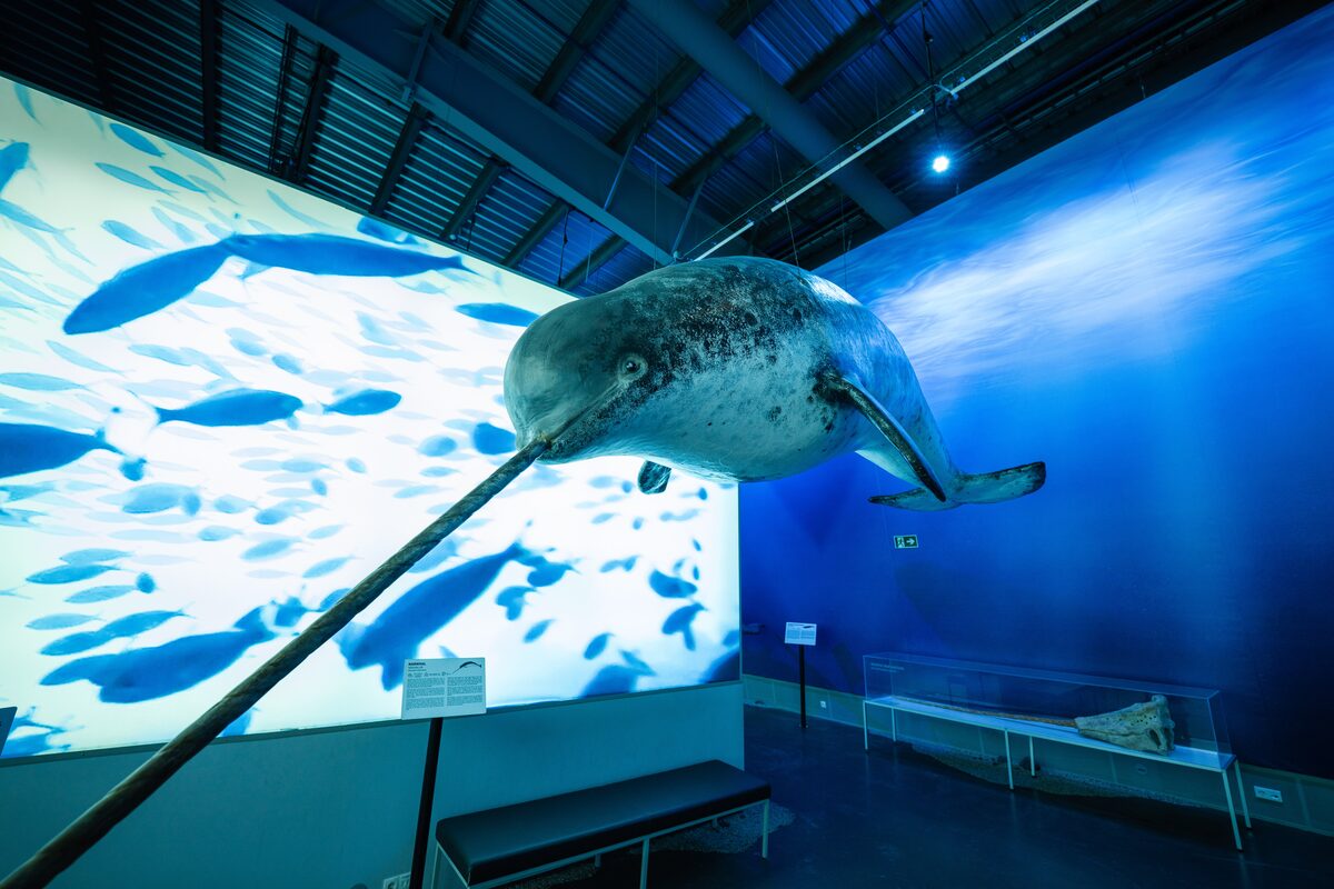 Narwhal At Whales Of Iceland in iceland