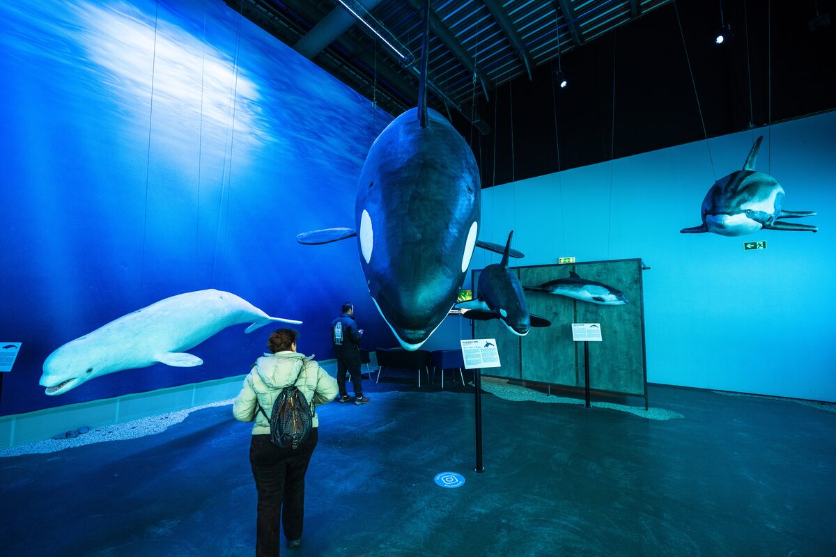 People And Whale Exhibit At Whales Of Iceland in iceland