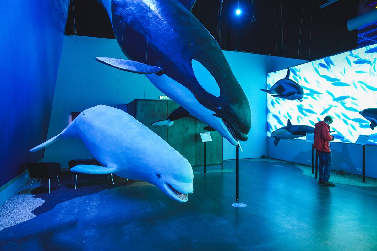 Whales At Whales Of Iceland Museum in iceland
