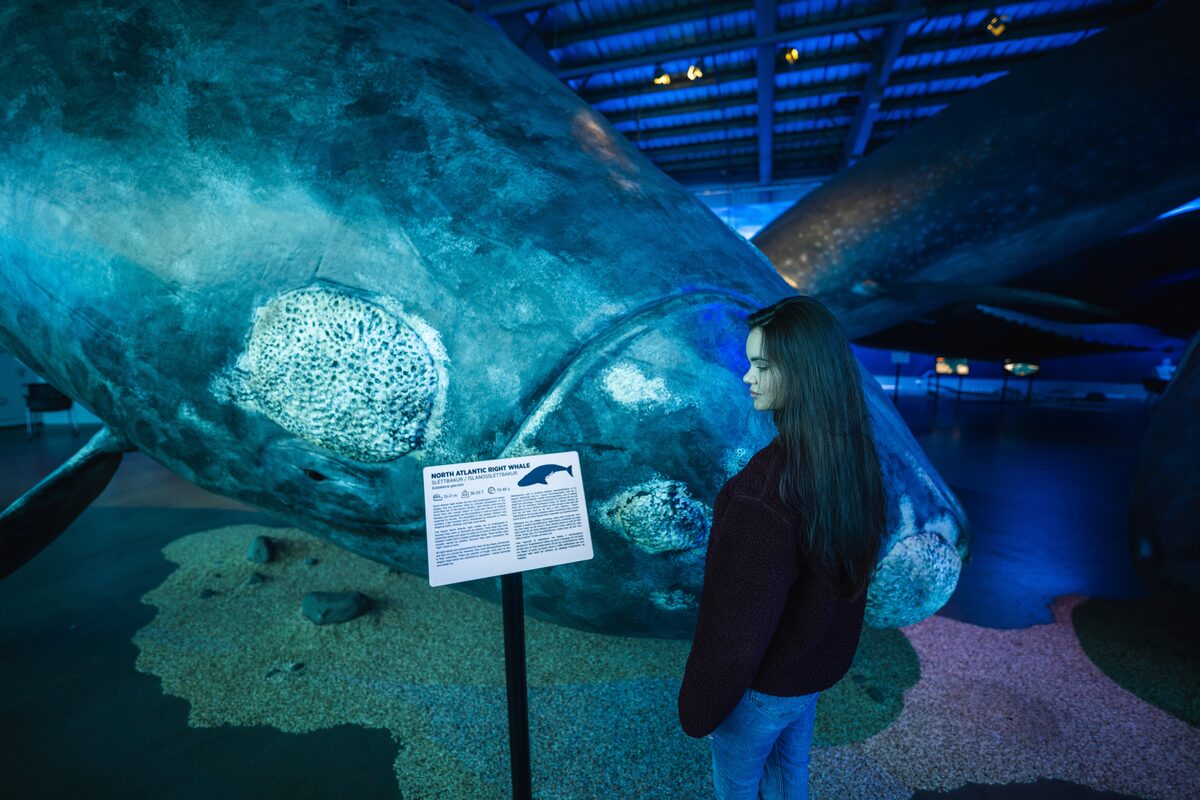 Woman Reading About Whales At Whales Of Iceland Museum in iceland