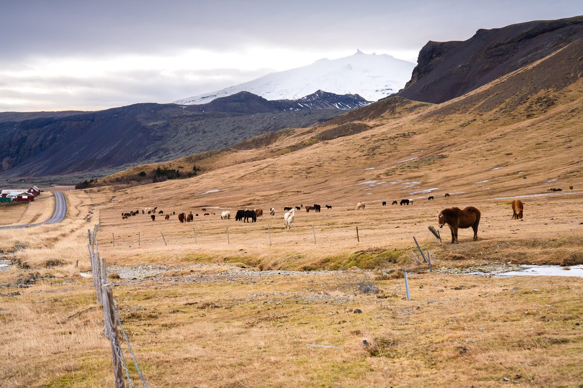 Horses In The Wild In Iceland in iceland