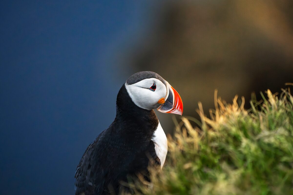 Puffin Westfjords Látrabjarg Cliff