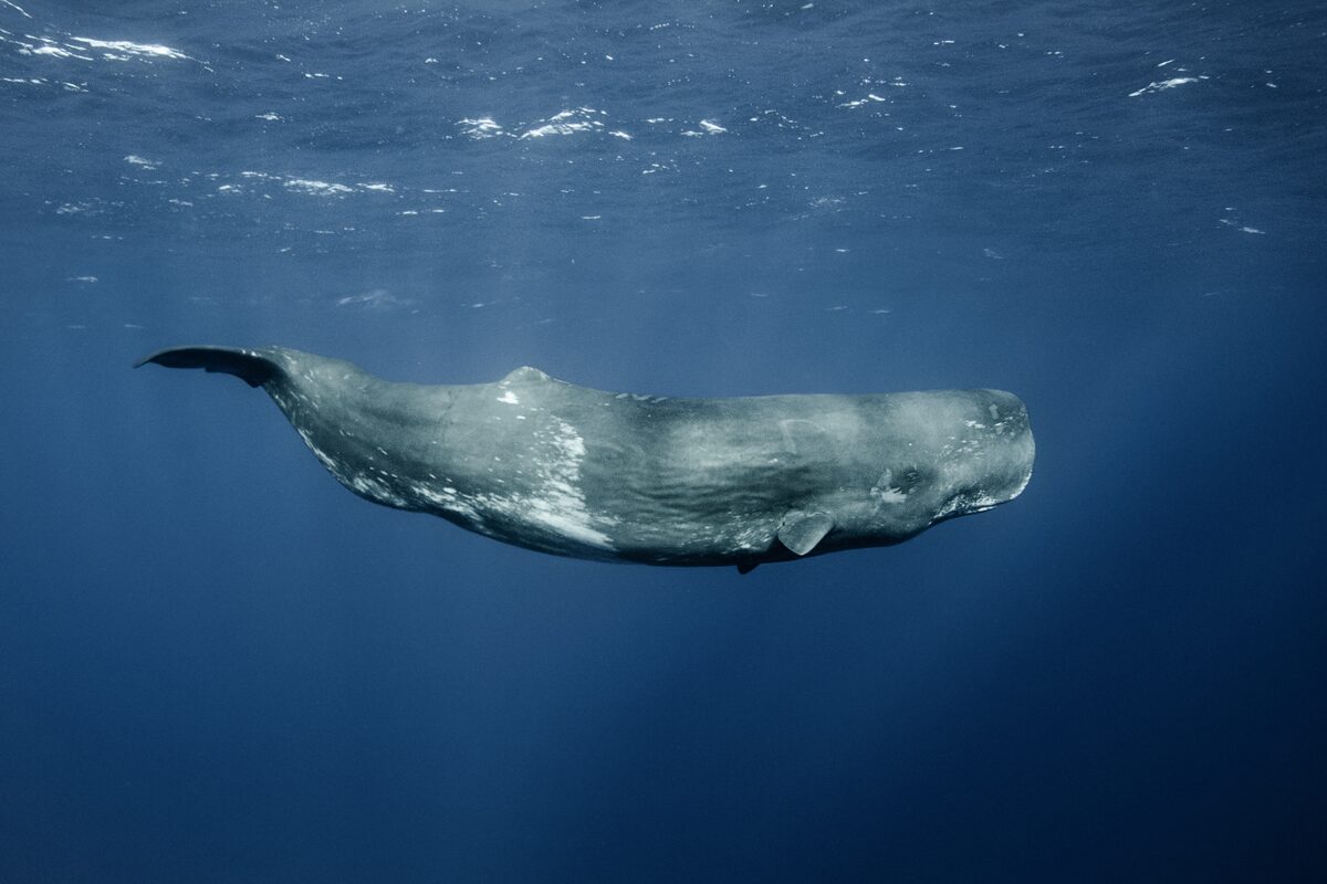 Sperm Whale Swimming in ocean in Iceland.
