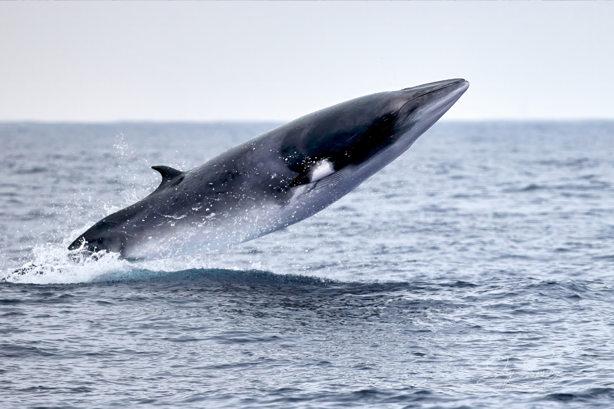 Minke whale emerging from the sea in Iceland.