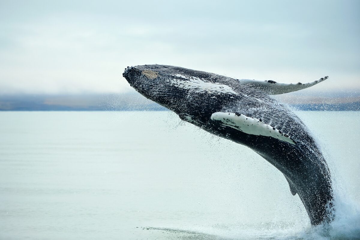 Humpback whale jumping from ocean by Husavik in Iceland.