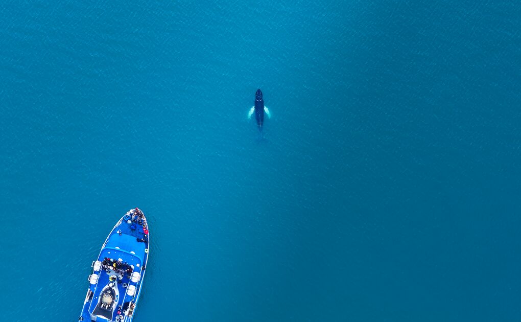What Kind of Whales Are There in Iceland?