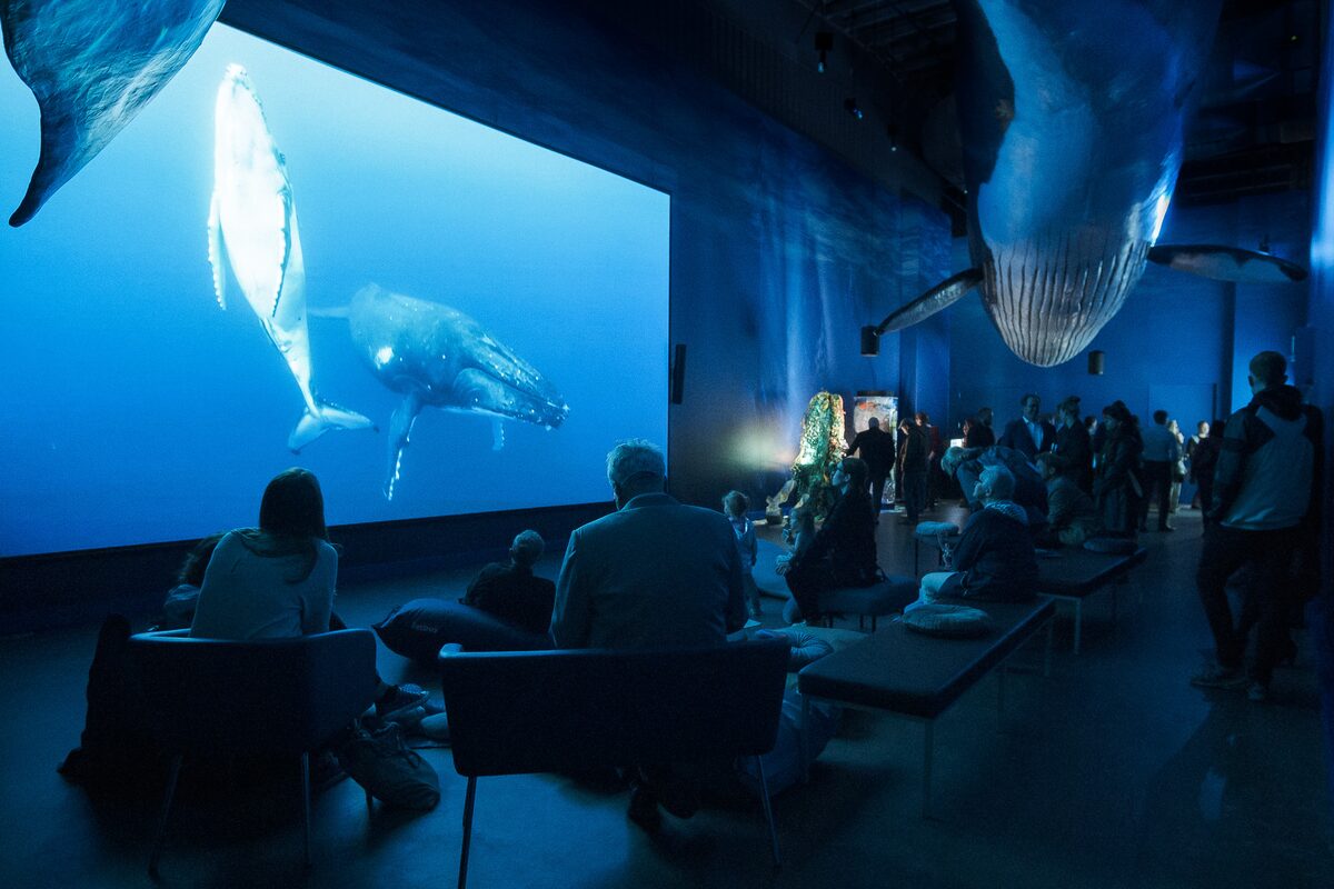 Screening on Fin whales in the fin whale room in the whale of Iceland museum in Reykjavik, Iceland.