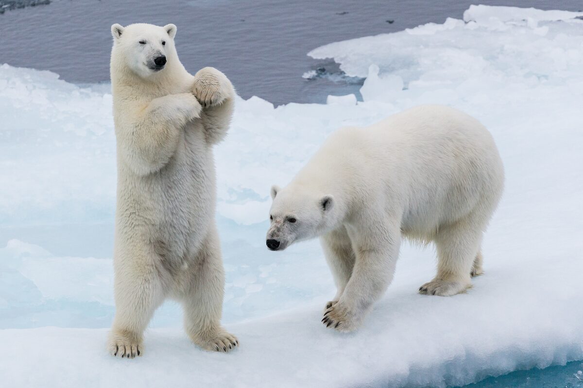 Close up view of two polar bears on platform of ice surrounded by sea in Greenland.