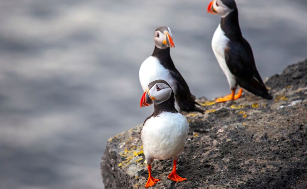 Puffin Watching tour from Reykjavík
