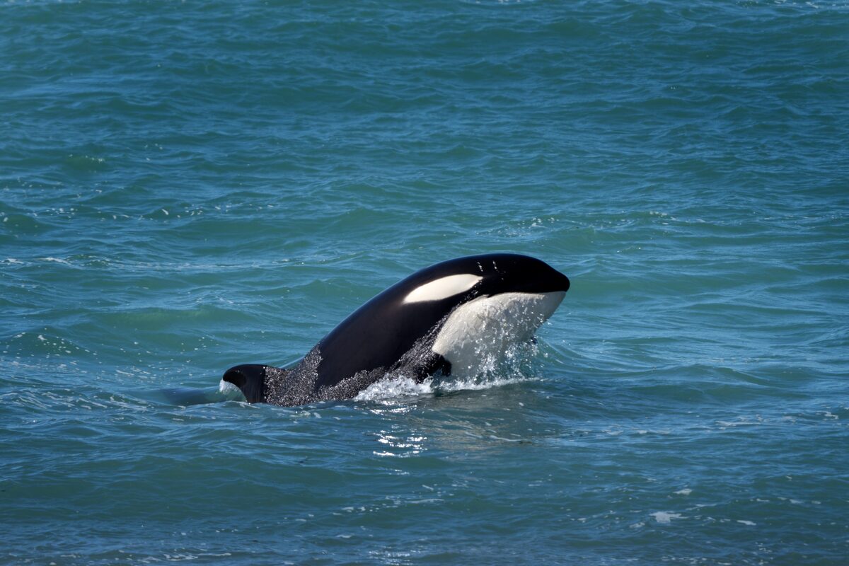 Orca whale poking face out of the sea in Iceland.