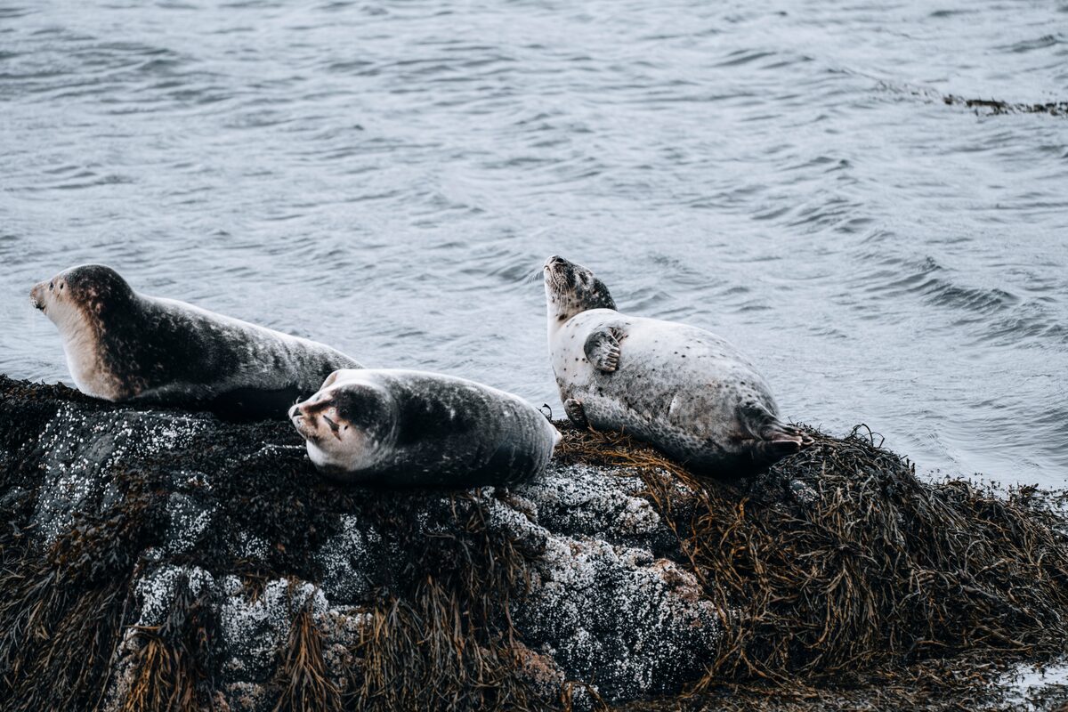 Three seals grazing on a rock emerged from the sea in Hvitarnes, Westfjords.