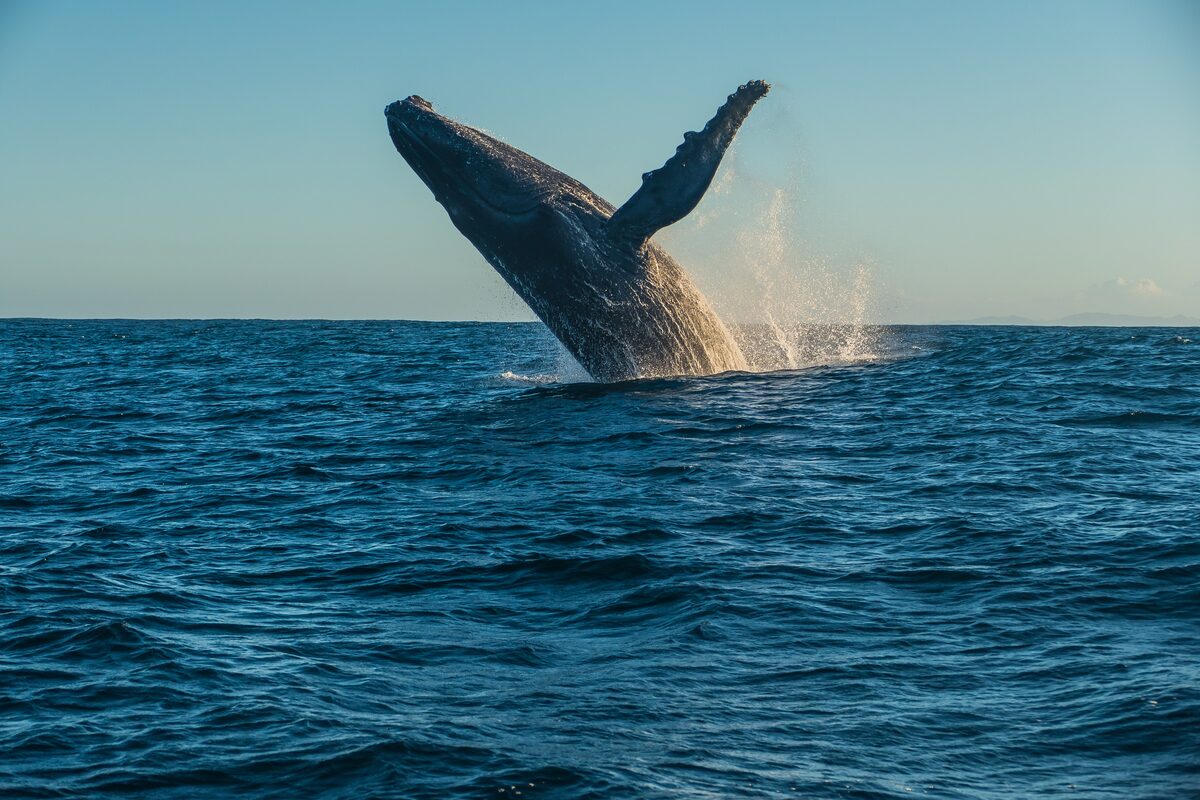 Large humpback whale flipping on back out of sea in early sunset, Iceland.