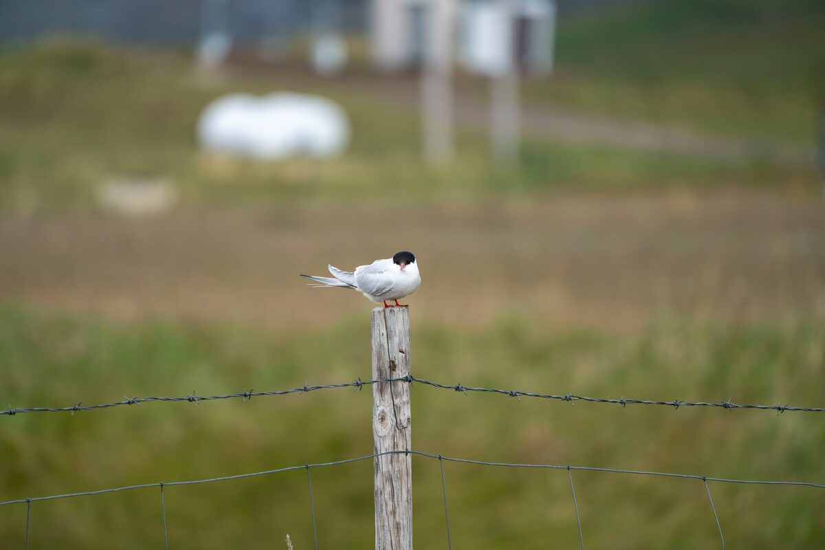 Small Arctic Stern bird resting on a wooden fence post in the Westfjords, Iceland,