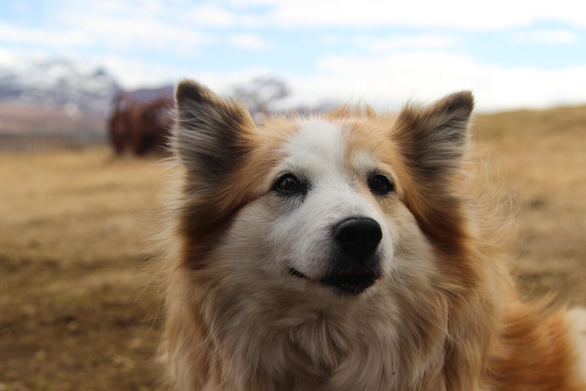 Close up view of a smiley Icelandic sheep dog on a remote farm in Iceland, spring.