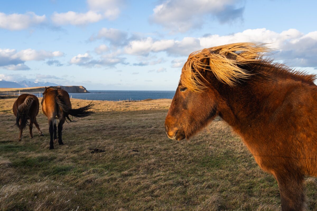 Group of wild Icelandic horses on a field in the summer.