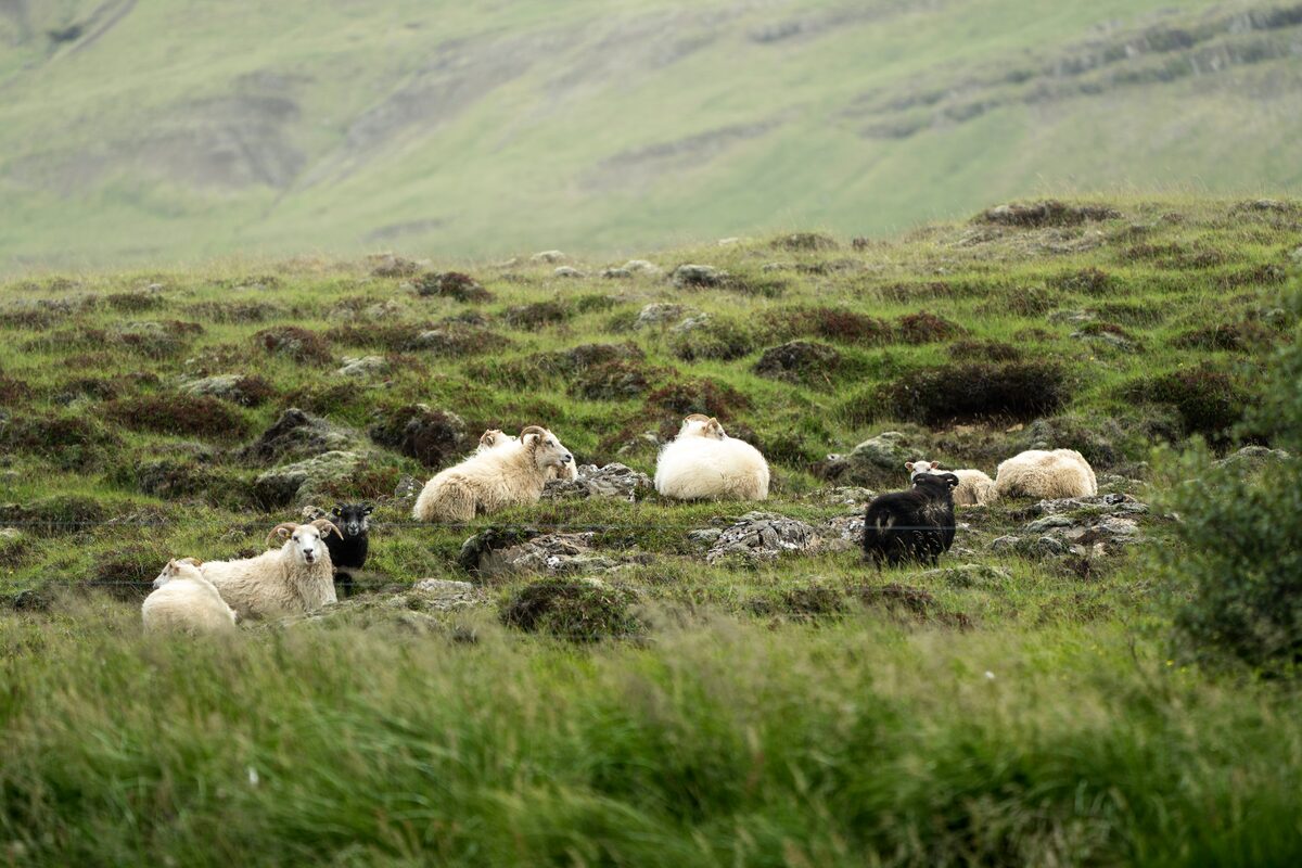 Group of sheep lazing on grass in Bjorgafjordur, Iceland during the summer.