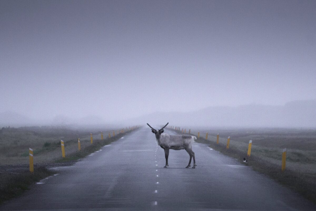 Icelandic reindeer standing in middle of road on overcast day in Iceland.
