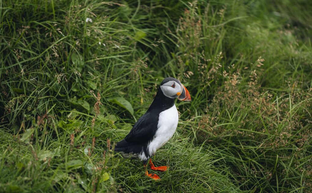 Iceland Animals & Wildlife Guide: What Animals Live in Iceland?