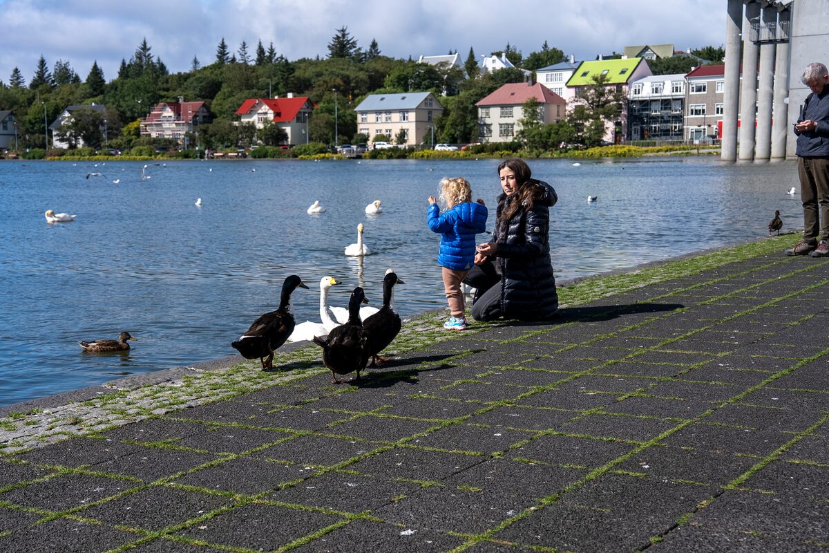 Adult and child by a lakeside path in Reykjavík watching ducks and swans, with colorful houses across the water.