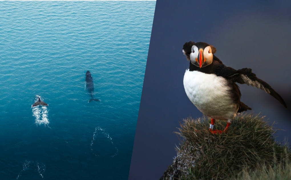 Whales & Puffin Tour